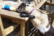 Baby Goat